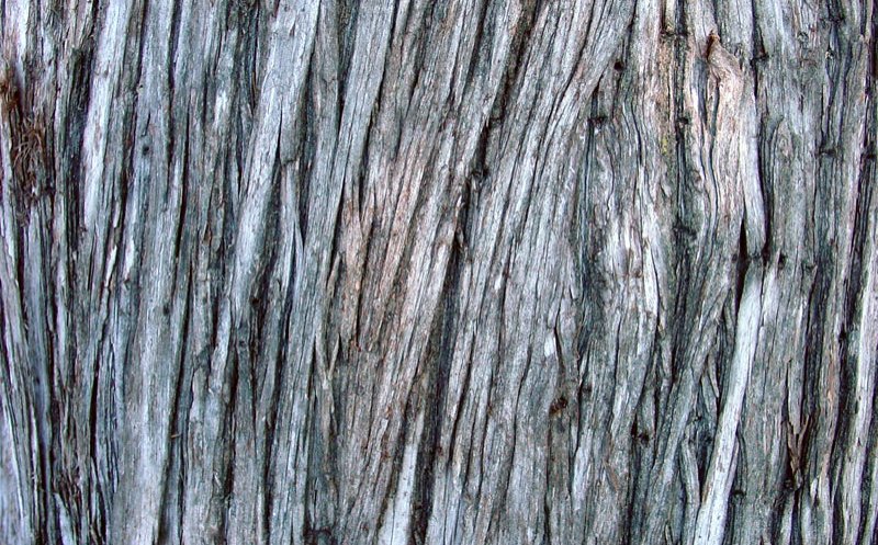 first song for today